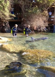 mit Delfinen schwimmen, Erfahrungsbericht, spirituelle Reise Israel zu den Delfinen