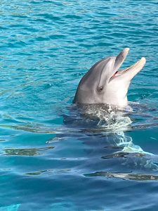 mit Delfinen schwimmen, Erfahrungsbericht