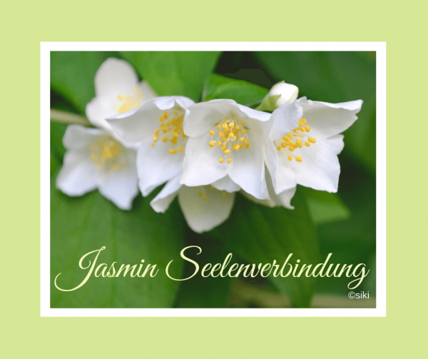 Jasmin, Spirit, Energie, Einweihung