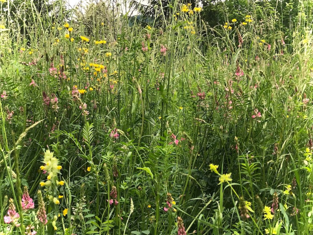 Naturwesen, Seelenverbindung, Deva, spirituell, Einweihung