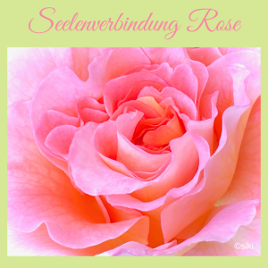 Rose Einweihung Pflanzenspirit Silke Kitzmann