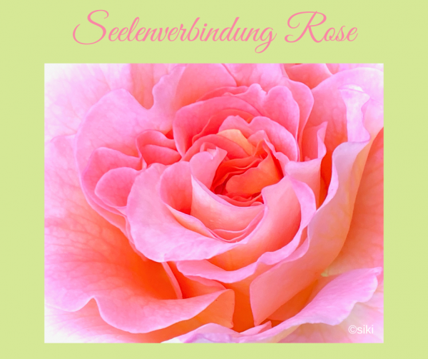 Rose Einweihung Pflanzenspirit Silke Kitzmann